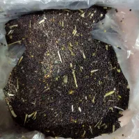کلزا بذری