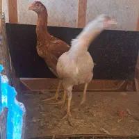 خروس مرغ لاری ۸ عدد