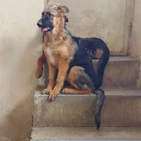 ژرمن شولاین ماده ۵ ماهه|سگ|همدان, |دیوار