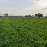 گوشواره طلا پیدا شده