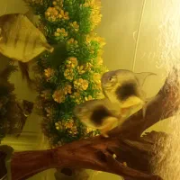 دالر بلک‌بری وبلک بار|ماهی|اصفهان, ملاصدرا|دیوار