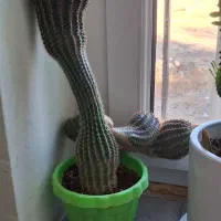 گلهای آپارتمانی|حراج|جاجرود, |دیوار