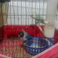 طوطی برزیلی یک جفت