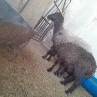 میش بره|حیوانات مزرعه|اصفهان, دستگرده|دیوار