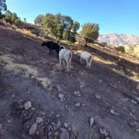 گاو
