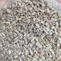 مغز تخمه روغنی