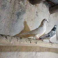 کبوتر پرشی