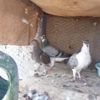 کفتر|پرنده|آران و بیدگل, |دیوار