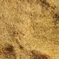 فروش کاه زرد(قیمت ۱۱۵۰۰ کف ماشین )