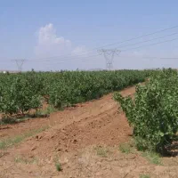 باغ پسته بارده