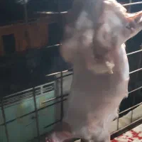 گوشت گوسفند