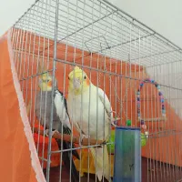 فروش عروس هلندی