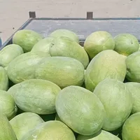 هندوانه گنبد مستقیم از سر زمین|خوردنی و آشامیدنی|نوشهر, |دیوار