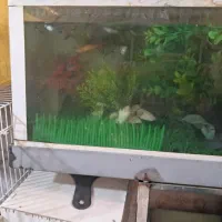 ماهی|ماهی|مشهد, مشکینی (شهرک غرب)|دیوار