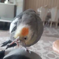 عروس هلندی نر سخنگو دستی