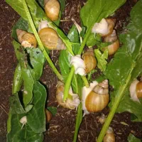 حلزون آلبینو|خزنده|تبریز, |دیوار