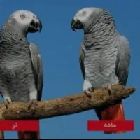 تعیین جنسیت پرنده ها