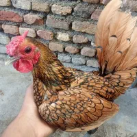 تخم مرغ سبرایت