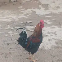 غاز و خروس محلی|حیوانات مزرعه|پلدختر, |دیوار