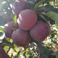 نهال سیب پایه خارجی (مالینگ)|خدمات باغبانی و درختکاری|اشنویه, |دیوار