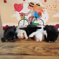 خرگوش|موش و خرگوش|کرج, کوی امامیه|دیوار