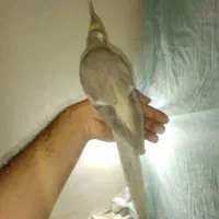 جفت عروس هلندی به شرط|پرنده|مشهد, عبادی|دیوار