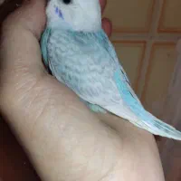 جوجه مرغ عشق رینبو دونه خور رام دستی نر