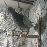 کبوتر صید پرشی|پرنده|مشهد, سیلو|دیوار