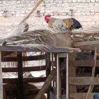 فروش خروس|حیوانات مزرعه|اهواز, نیوساید|دیوار