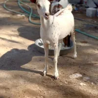 ابستن و بزغاله|حیوانات مزرعه|جهرم, |دیوار