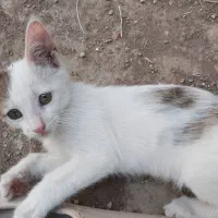 بچه گربه گمشده