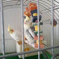 عروس هلندی