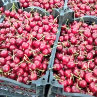 550متر باغ درختان بادام و گردو در پل زمان خان