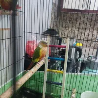 طوطی گرینچیک|پرنده|تهران, هاشمی|دیوار