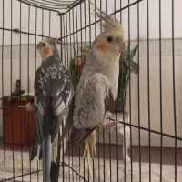 عروس مولد و جوجه