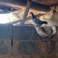 کبوتر مسافتی|پرنده|زرین آباد, |دیوار