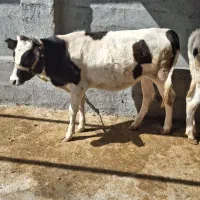گوساله ماده