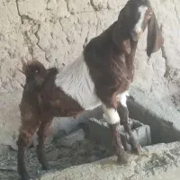 نری چاق|حیوانات مزرعه|نرماشیر, |دیوار