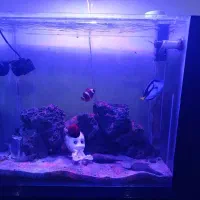 آکواریوم آب شور با تمامی تجهیزات