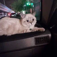 گربه اسکاتیش شش،ماه