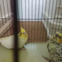 عروس هلندی