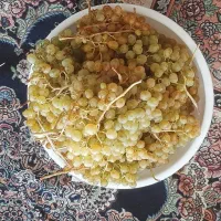 فروش انگور و مویز کوه تودج