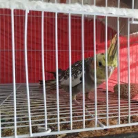 جفت عروس هلندی|پرنده|مشهد, شهید قربانی|دیوار