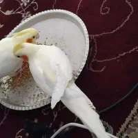 عروس هلندی بالغ|پرنده|کلاله, |دیوار