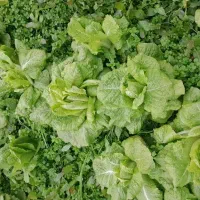 کاهو پیچ روغنی|گل و گیاه طبیعی|خان ببین, |دیوار