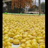 انجیر محلی