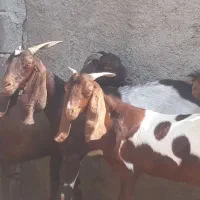 ۵ راس بز افغانی ۴ ماده ابستن ویک نر در سربندر