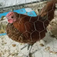 خر‌وس سبرایت|حیوانات مزرعه|تهران, ارجمندی راد|دیوار