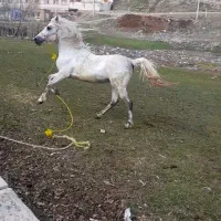 اسب