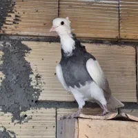 کبوتر طوقی درجه یک|پرنده|پیر بکران, |دیوار